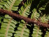 Смотреть изображение Dryopteris crassirhizoma