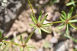View full-size image Asperula arvensis