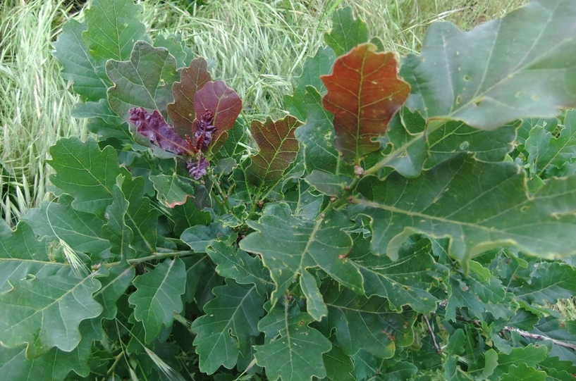 Image of Quercus robur specimen.