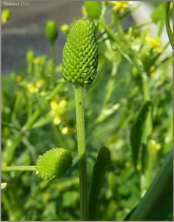 Image of Ranunculus sceleratus specimen.