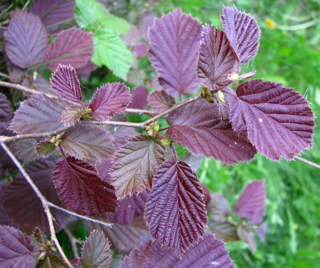 Изображение особи род Corylus.