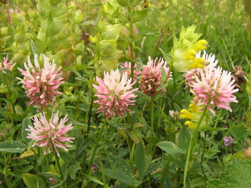 Image of Trifolium ambiguum specimen.