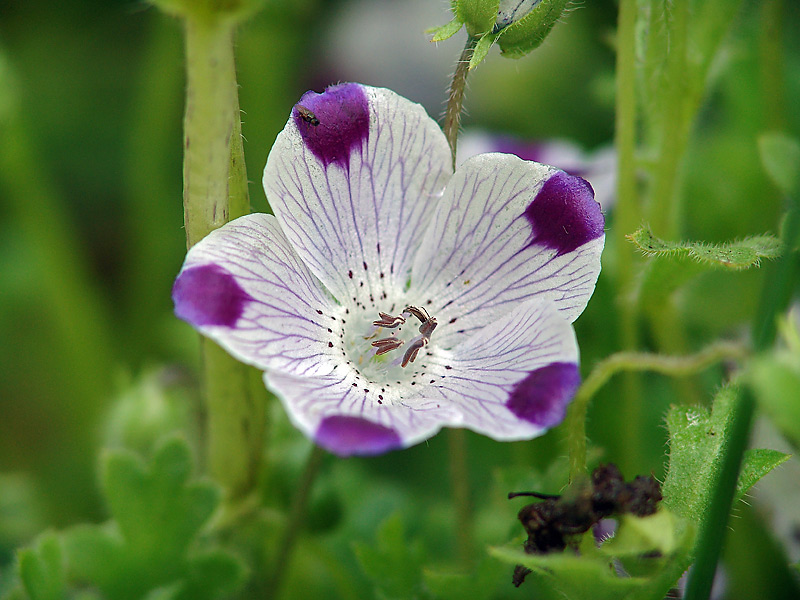 Image of Nemophila maculata specimen.