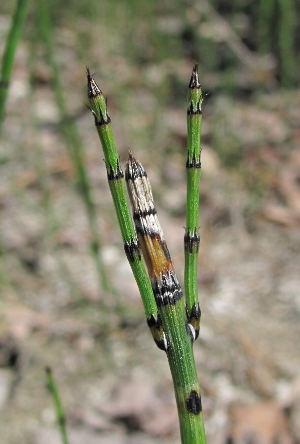 Image of Equisetum variegatum specimen.