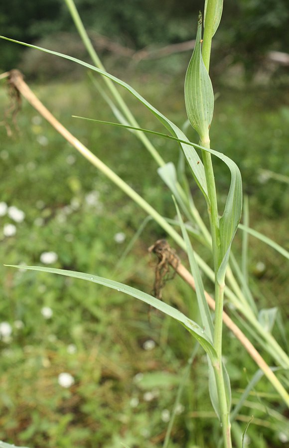 Image of Tragopogon dubius specimen.