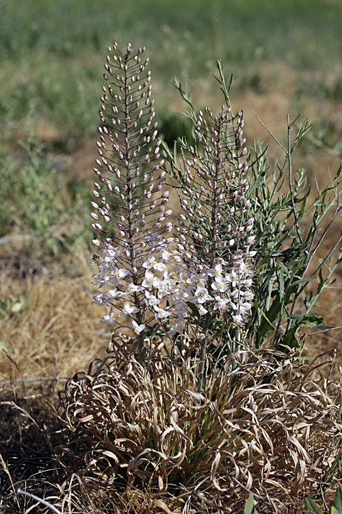 Image of Eremurus olgae specimen.