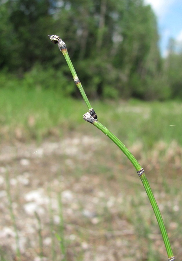 Изображение особи Equisetum variegatum.