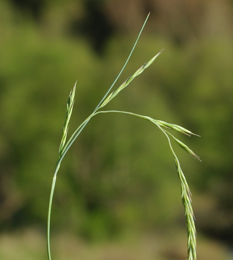 Image of genus Festuca specimen.