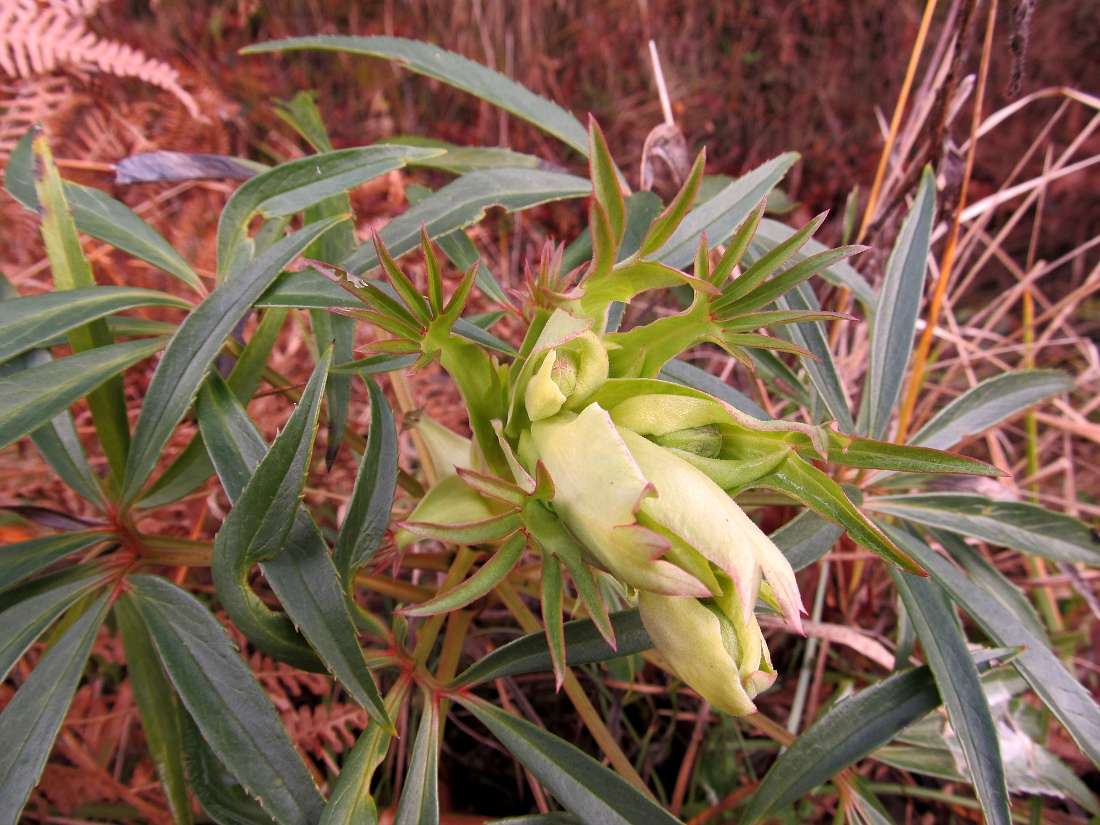 Image of Helleborus foetidus specimen.