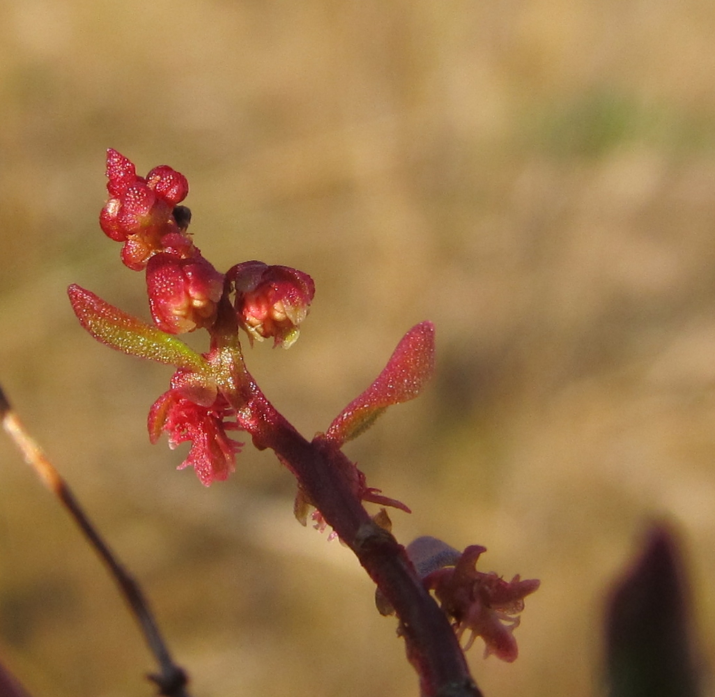 Image of Rumex bucephalophorus ssp. hispanicus specimen.