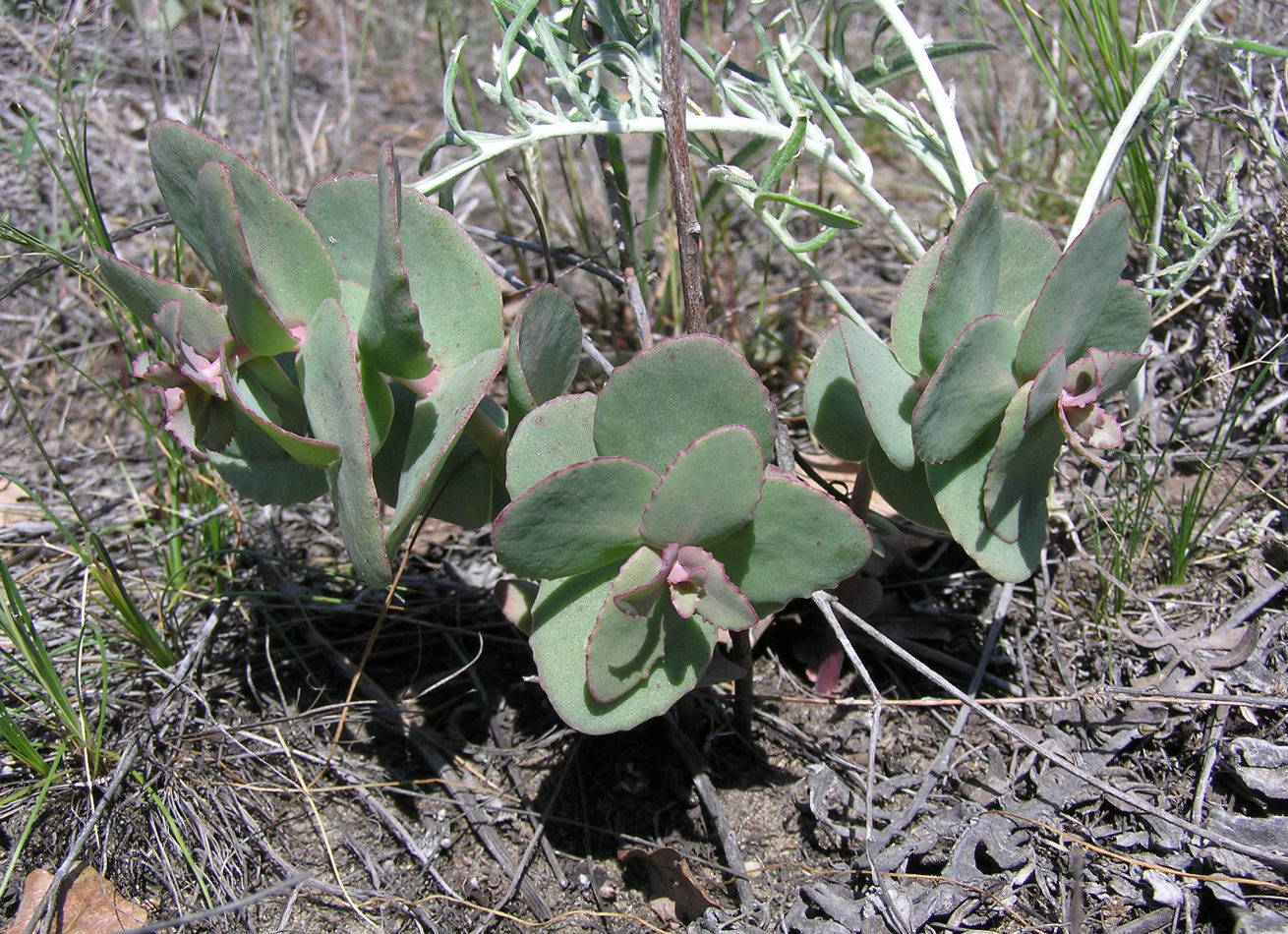 Image of Hylotelephium stepposum specimen.