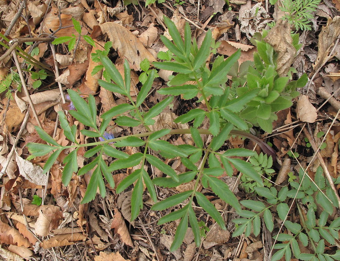 Image of genus Angelica specimen.