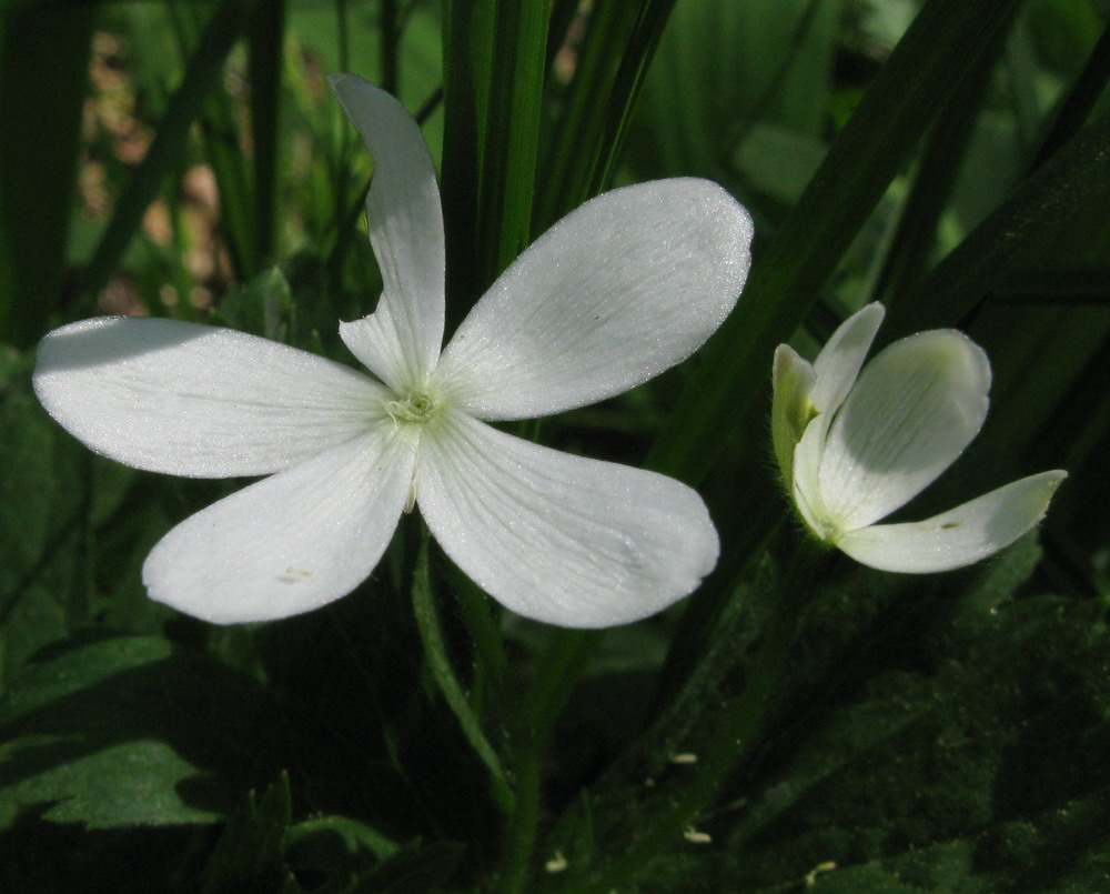 Image of Anemone baicalensis ssp. kebeshensis specimen.