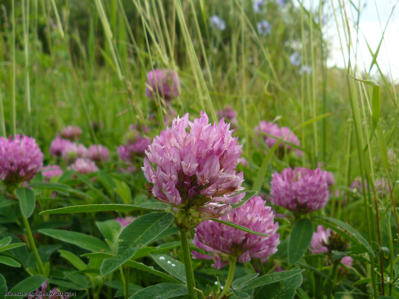 Image of Trifolium medium specimen.