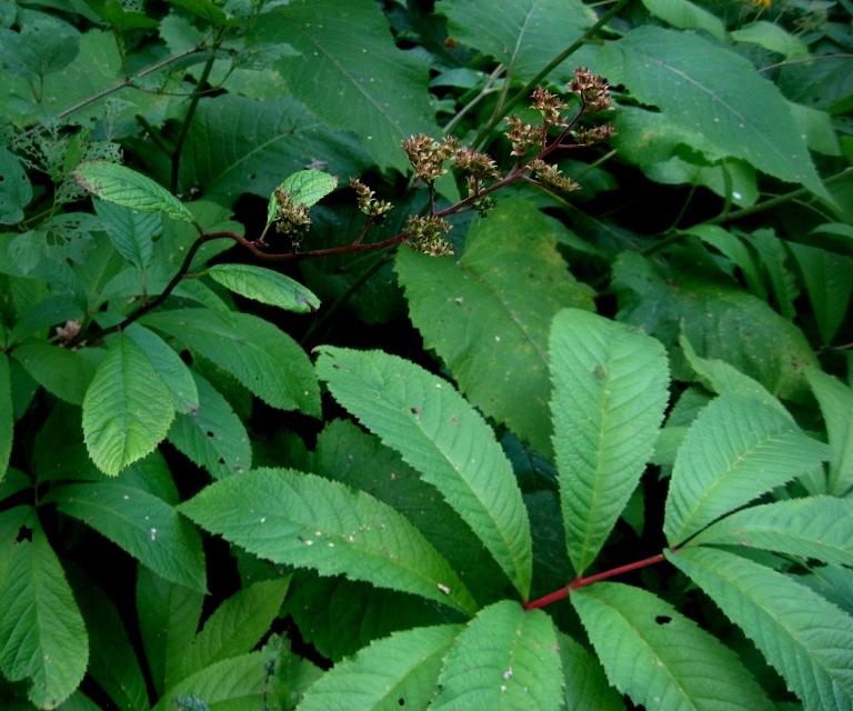 Image of Rodgersia pinnata specimen.