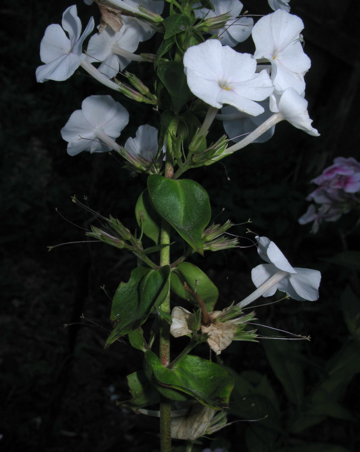 Image of Phlox maculata specimen.