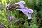 Nepeta sibirica