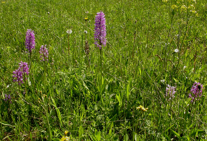 Изображение особи Orchis militaris.