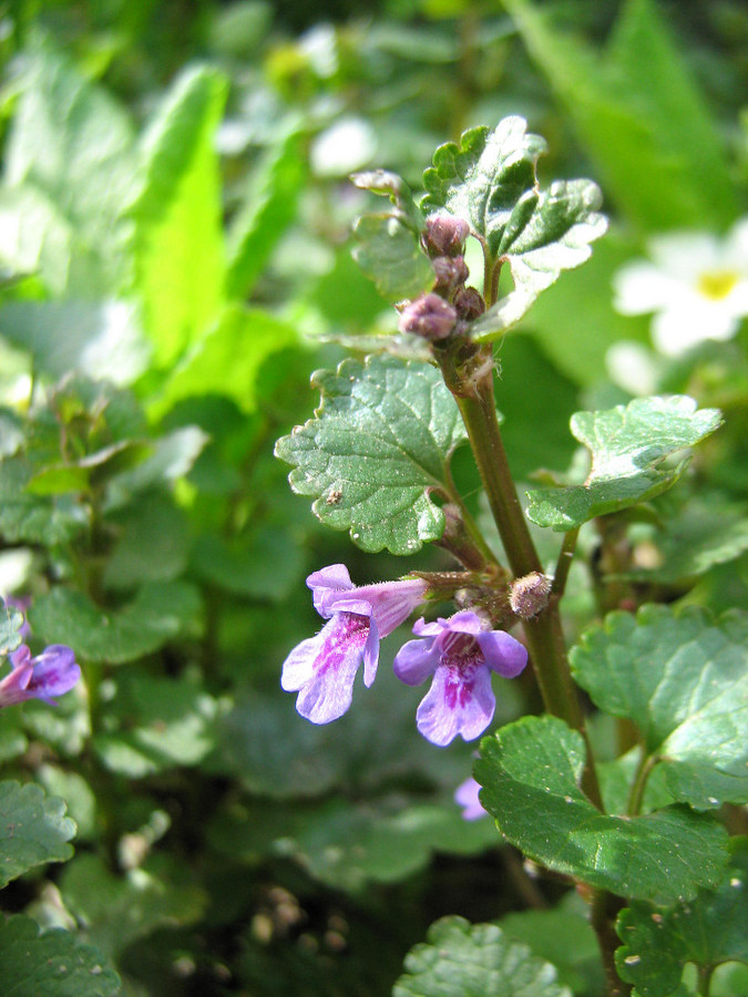 Image of Glechoma hederacea specimen.