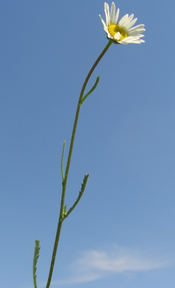 Image of Leucanthemum vulgare specimen.