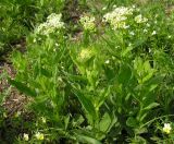 Смотреть изображение Cardaria draba