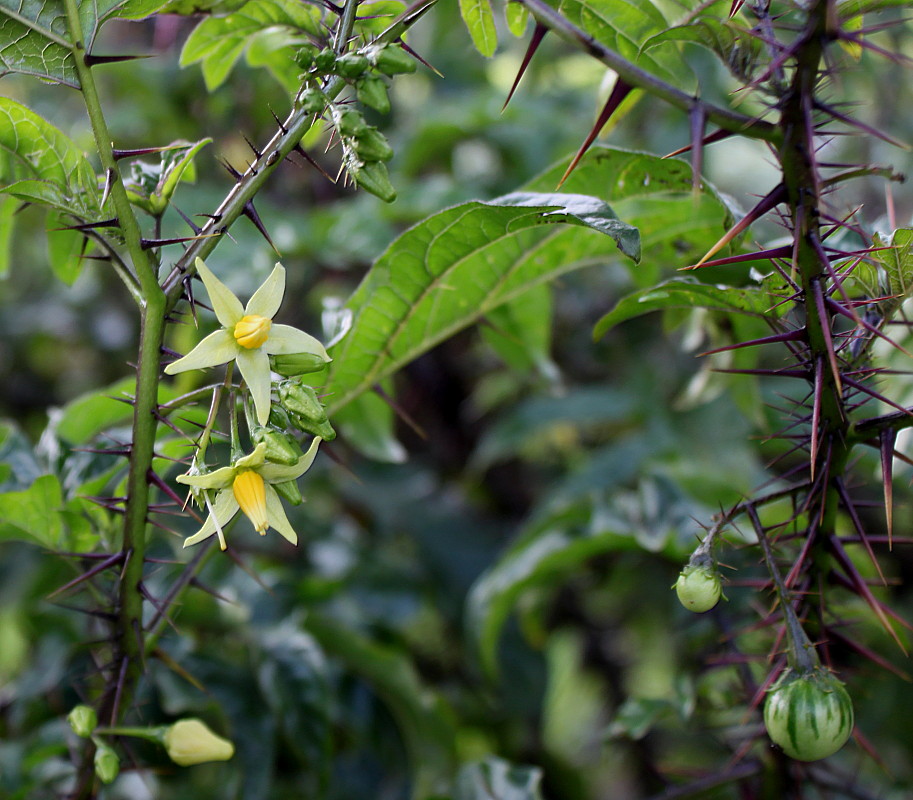 Image of Solanum atropurpureum specimen.