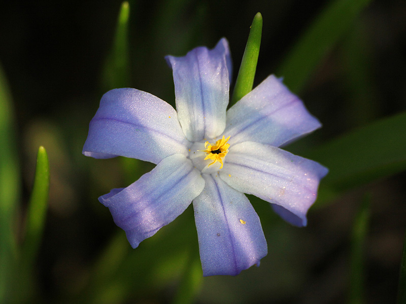 Изображение особи Chionodoxa luciliae.