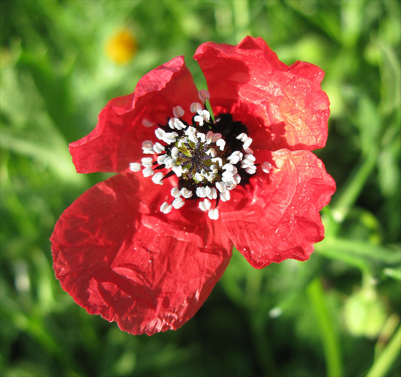 Image of Papaver hybridum specimen.