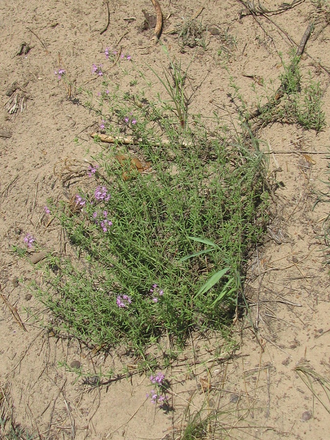 Изображение особи Thymus pallasianus.