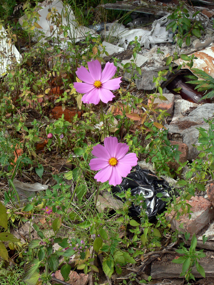 Изображение особи Cosmos bipinnatus.