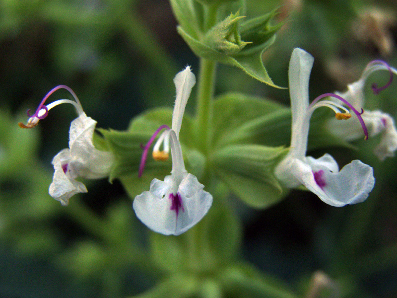 Изображение особи Salvia macrosiphon.