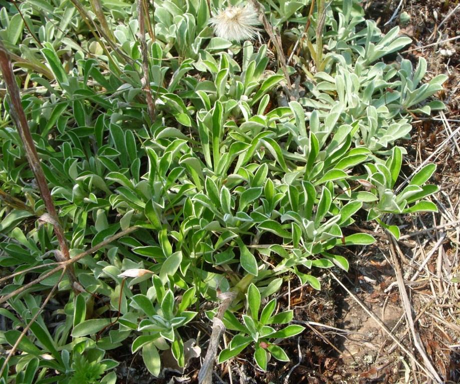 Image of Antennaria dioica specimen.