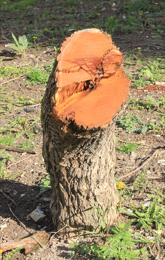 Изображение особи Maclura pomifera.