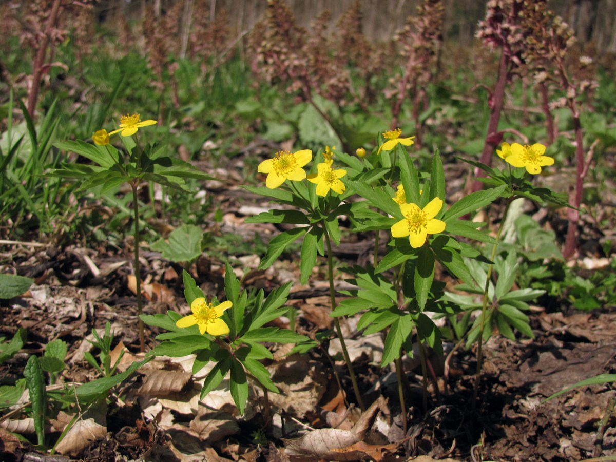 Image of Anemone ranunculoides specimen.