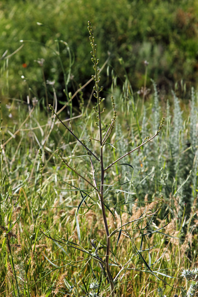 Image of Delphinium semibarbatum specimen.