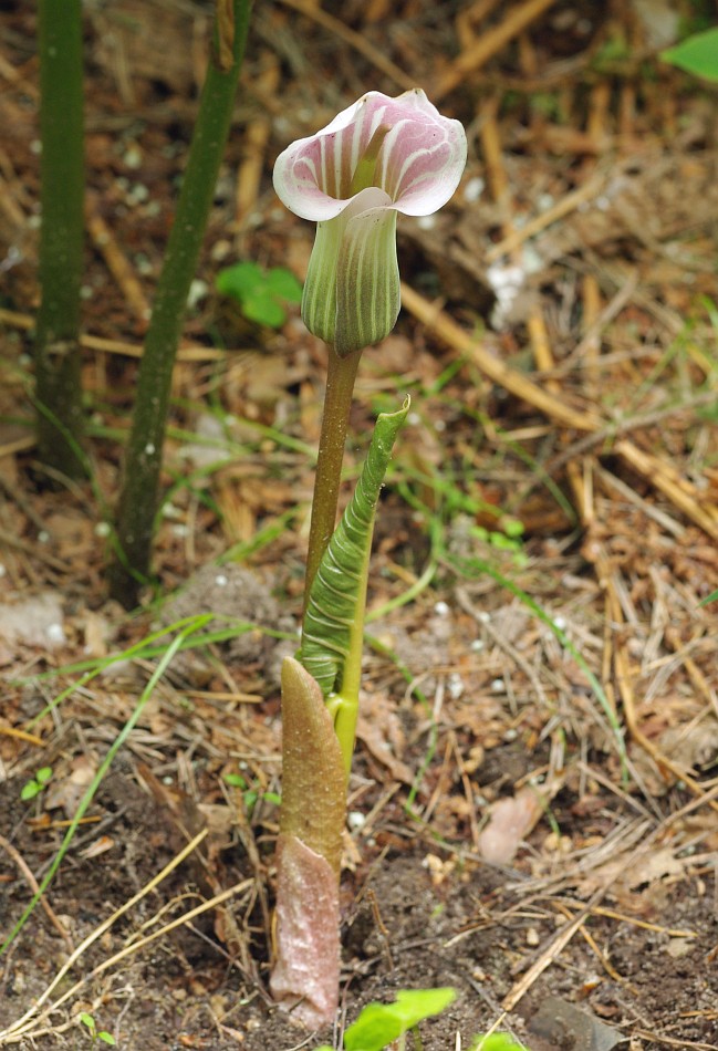 Image of Arisaema candidissimum specimen.