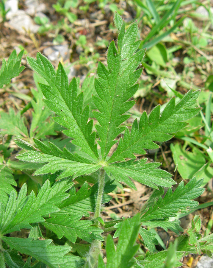 Image of genus Potentilla specimen.