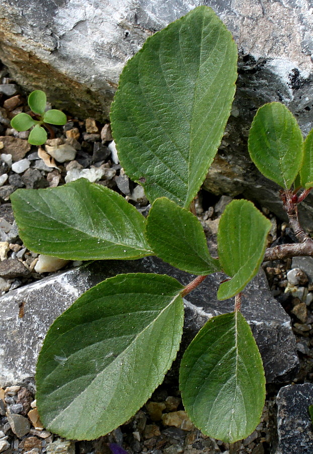 Image of Rhamnus pumila specimen.