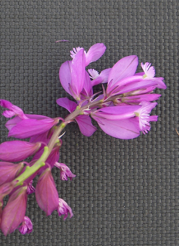 Image of Polygala major specimen.