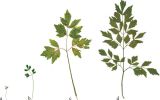 Levisticum officinale. Ряд листьев прикорневой розетки. Гербарный образец.