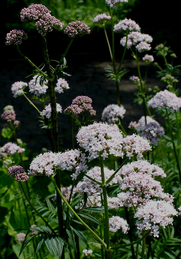 Image of Valeriana phu specimen.