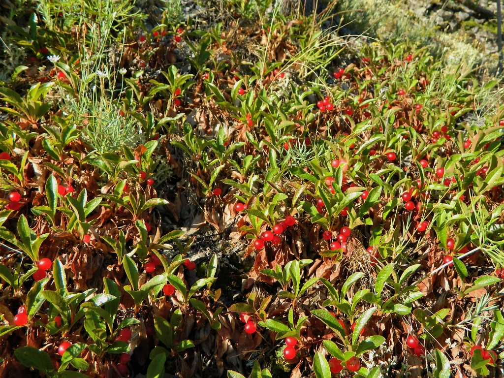 Image of Arctous erythrocarpa specimen.