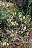 Astragalus macrotropis. Цветущее растение. Южный Казахстан, хр. Боролдайтау, ущ. Кенозен. 22.04.2013.
