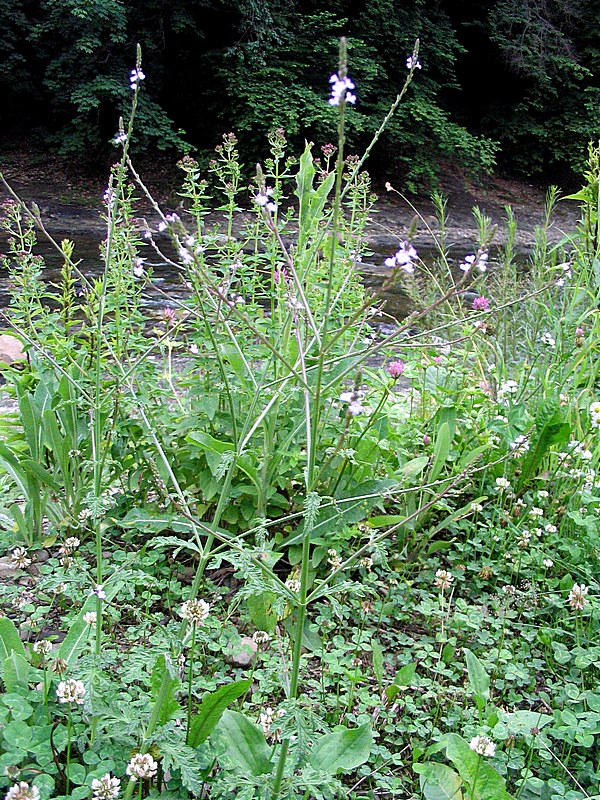 Изображение особи Verbena officinalis.