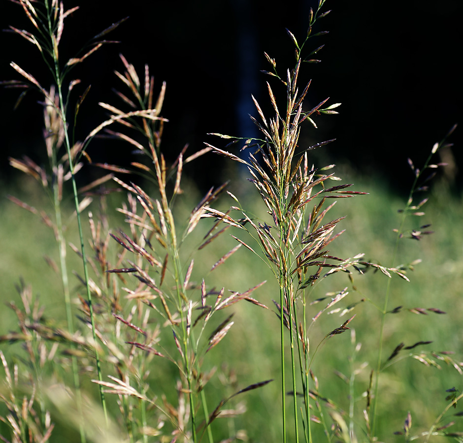 Изображение особи Bromopsis inermis.