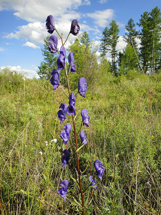 Изображение особи Aconitum turczaninowii.