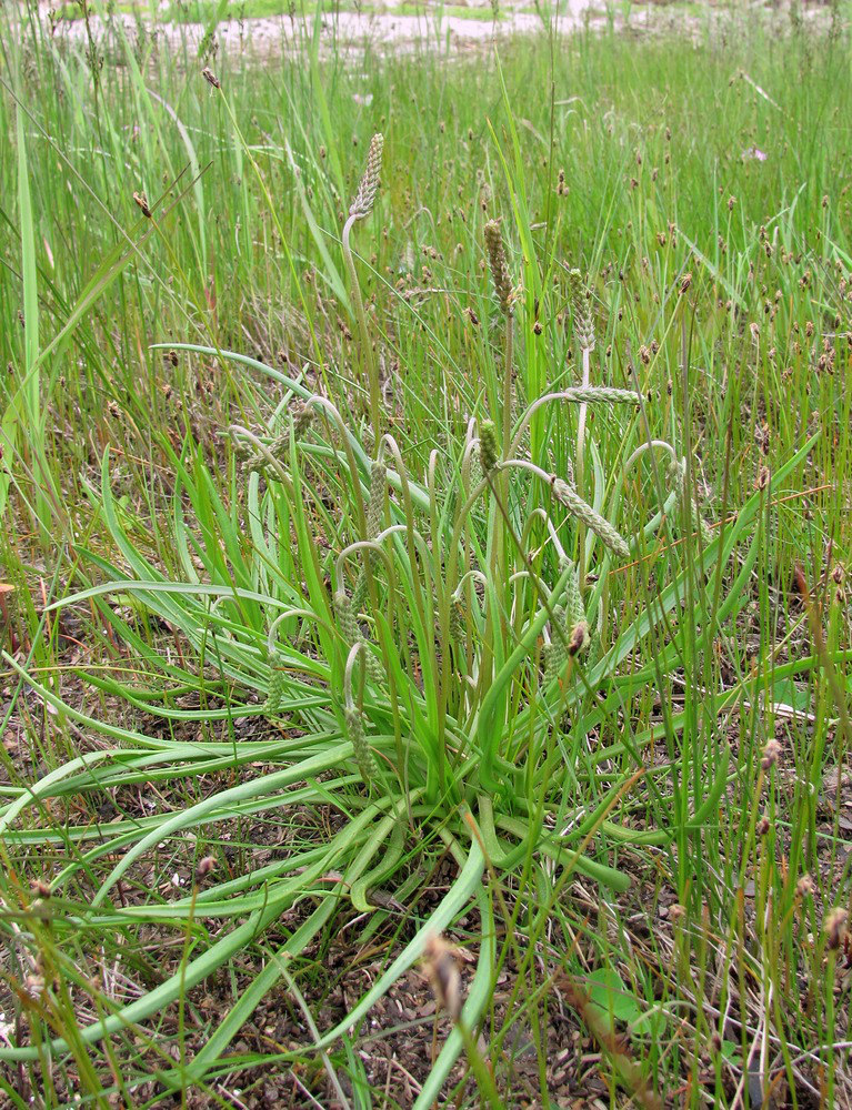 Изображение особи Plantago maritima.