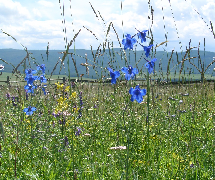 Image of Delphinium grandiflorum specimen.