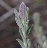 Lavandula stoechas. Верхушка побега с бутоном. Греция, Халкидики, п-в Ситония. 28.12.2013.