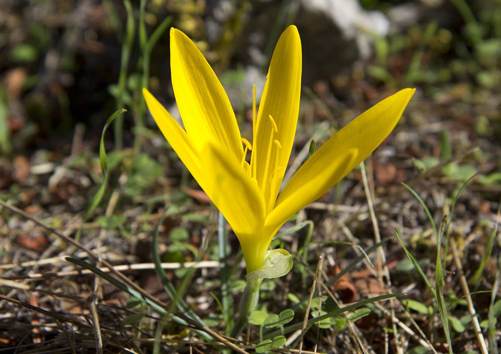 Изображение особи Sternbergia lutea.